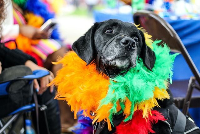 Un pueblo de Toledo celebra su 'I Concurso de Carnaval de Mascotas'