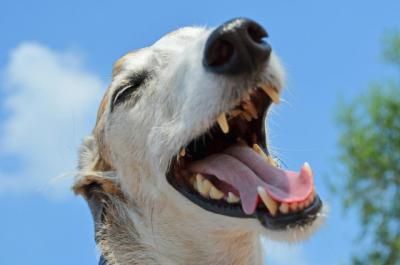 Más del 70% de los perros y gatos sufren problemas dentales