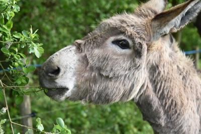 La AAVV Fray Hernando ofrece un burro de Talavera para que Greta Thunberg llegue a Madrid