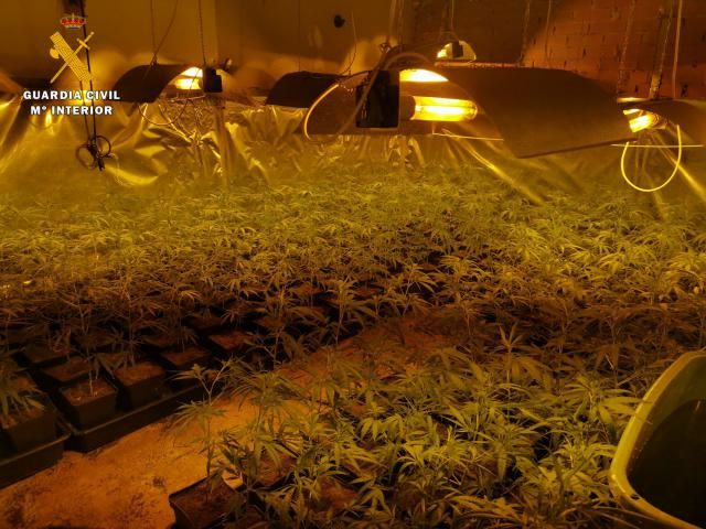 NOVÉS | Detenido por cultivo de marihuana