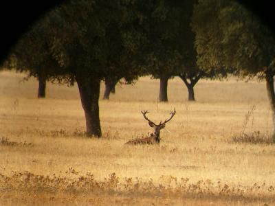 Piden poder cazar en los Parques Nacionales de Monfragüe y Cabañeros