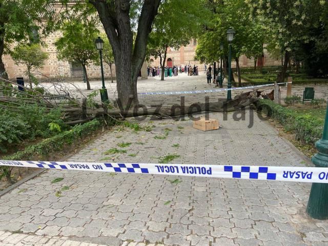 Talavera: Susto en los Jardines del Prado por la caída de un árbol