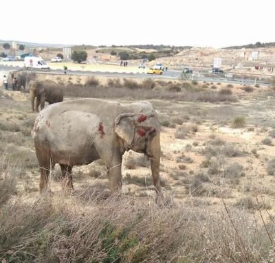 PACMA recoge 130.000 firmas en 24 horas para que las elefantas del accidente no vuelvan al Circo Gottani