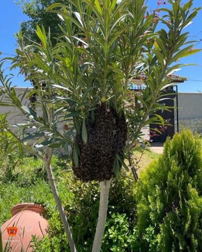 Retiran enjambres de abejas en dos pueblos de Toledo