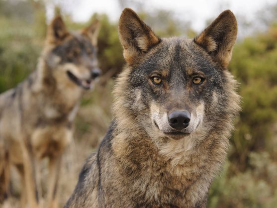 Lobo ibérico. (Ana Retamero/ WWF)