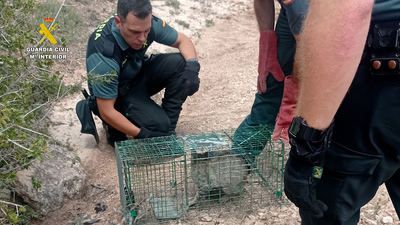 La Guardia Civil rescata a un gato montés atrapado