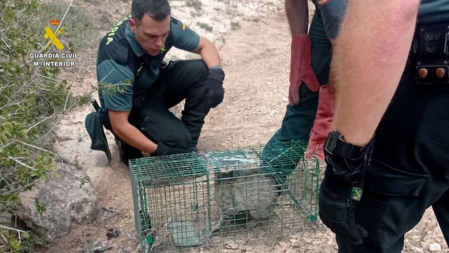 Rescate de un gato montés por la Guardia Civil de Cuenca.