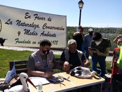 Talavera identifica y protege a sus cigüeñas