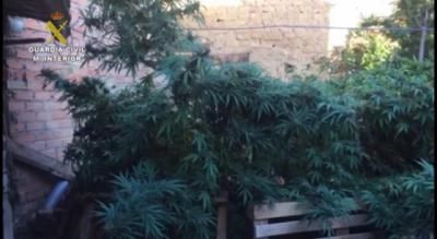 32 detenidos y casi 400 kilos de droga intervenidos en Ciudad Real