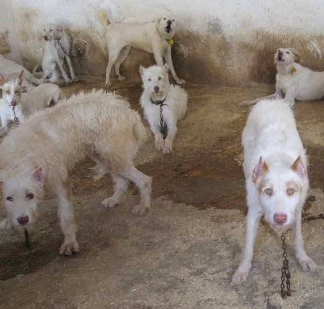 Castilla-La Mancha contará con una Ley de Bienestar, Protección y Defensa de los animales