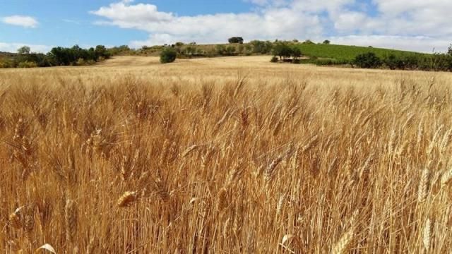 Agricultura aumenta hasta los 20,5 millones el crédito para la incorporación a la agricultura ecológica