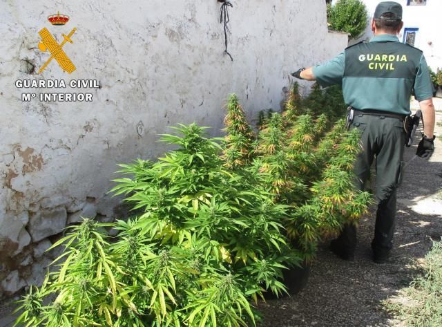 Detienen a un joven de 27 años y se incauta de 35 plantas de marihuana en Chinchilla