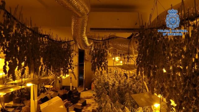 Desmantelado en Burguillos un laboratorio clandestino donde se cultivaba marihuana