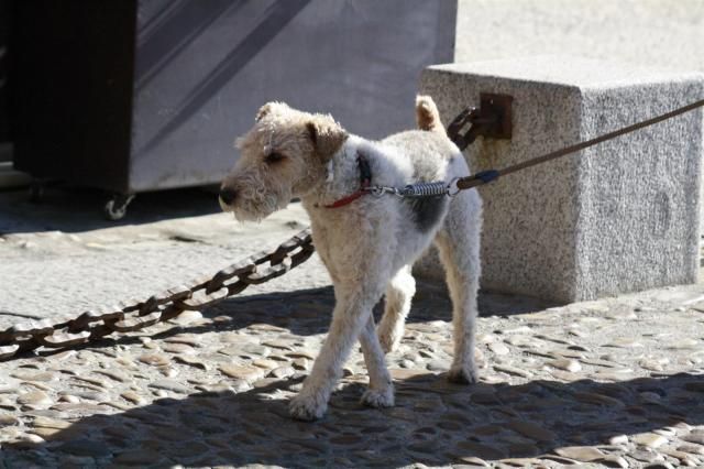 Piden que se cree una unidad canina contra los cebos envenenados