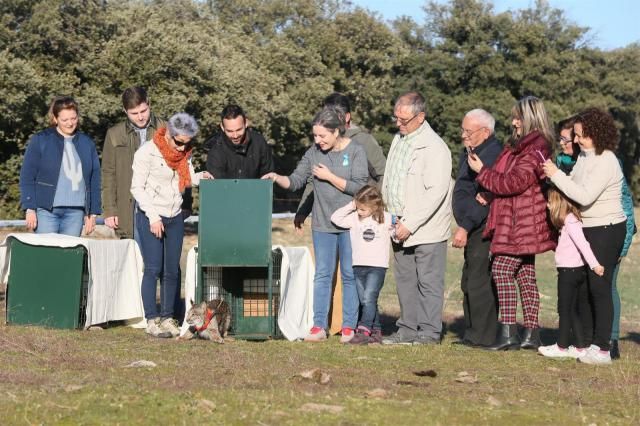 Proa y Popa, las dos hembras de lince ibérico de Menasalbas