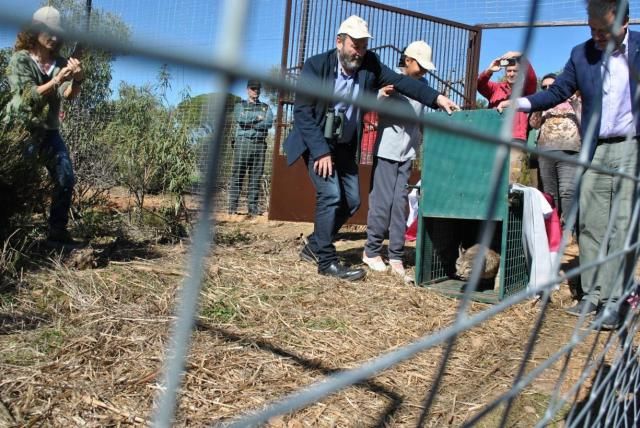 El lince ibérico regresa al Parque Nacional de Cabañeros 50 años después