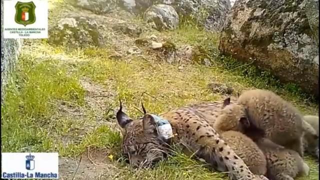 Nacen cuatro nuevas crías de lince ibérico en los Montes de Toledo