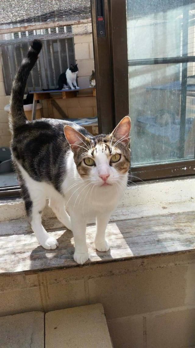 Urgen a tomar medidas para controlar la superpoblación de gatos en Toledo