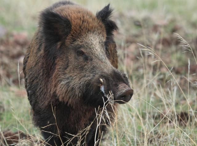 CLM confirma un caso por triquinosis tras consumir carne de jabalí procedente de una cacería