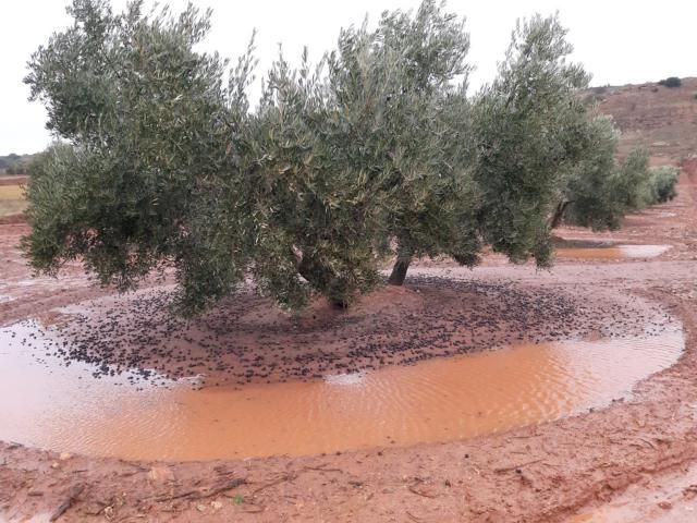 Las borrascas dejan importantes pérdidas en olivares de la región