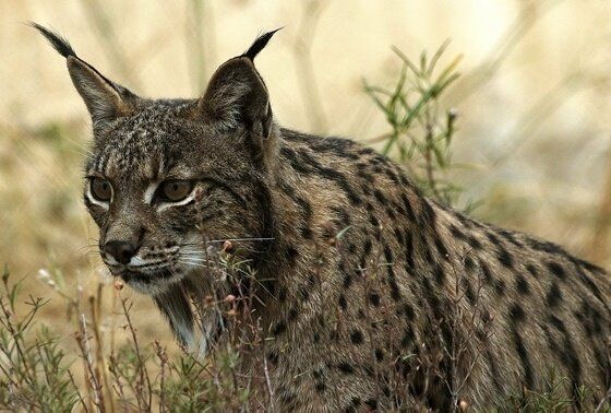 Lince - UCLM/EP - Archivo