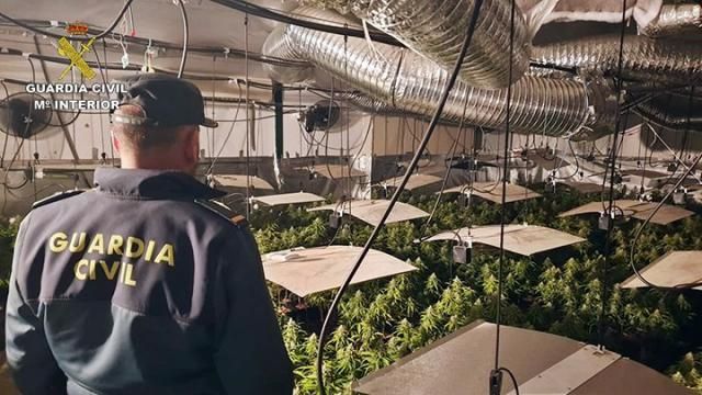 Guardia Civil busca a un vecino de Talavera por pertenecer a una banda dedicada al cultivo y tráfico de droga