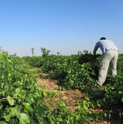 ESTADO DE ALARMA | Incorporar a parados e inmigrantes en el campo