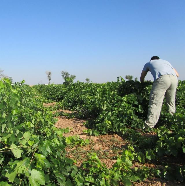 ESTADO DE ALARMA | Incorporar a parados e inmigrantes en el campo