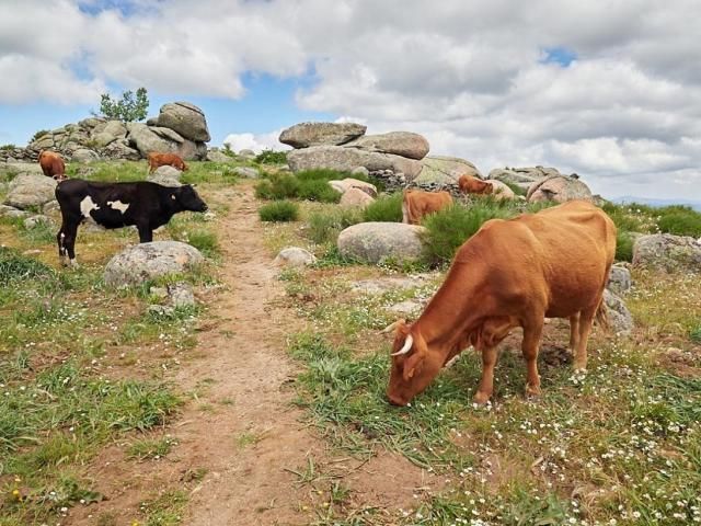 CLM | La Junta ingresa ayudas de más de 18 millones a agricultores y ganaderos