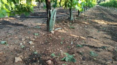 AGRICULTURA | CLM y Extremadura, las zonas más afectadas por los daños de las tormentas