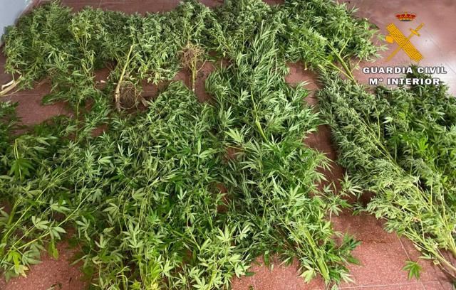 CLM | Detenido por cultivar marihuana en una parcela junto a su casa