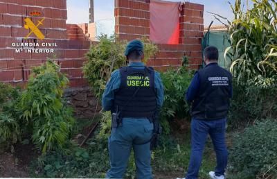 MARIHUANA | Detenido un hombre de 63 años con 21 plantas en su jardín