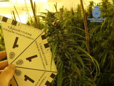 MARIHUANA | Más de 1.300 plantas incautadas en un pueblo de Toledo