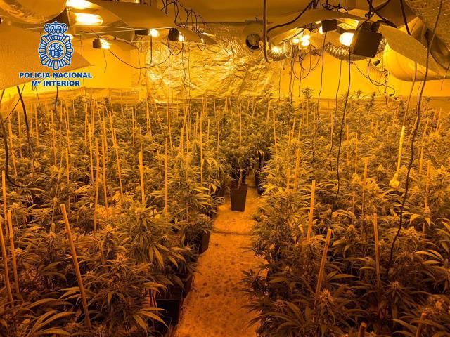 EN UN PUEBLO DE TOLEDO | Desmantelan un centro de producción con 18 kilos de marihuana