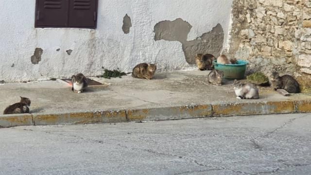 CURIOSIDADES | En este pueblo los gatos triplican a los vecinos