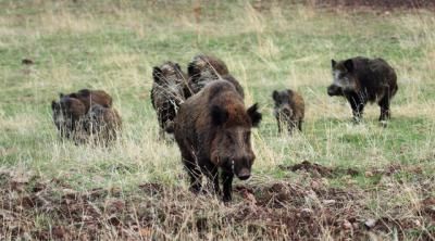 Talavera, Torrijos, Oropesa... en riesgo sanitario por enfermedades animales