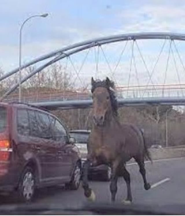 La Policía de Consuegra evita que un caballo suelto cause incidentes