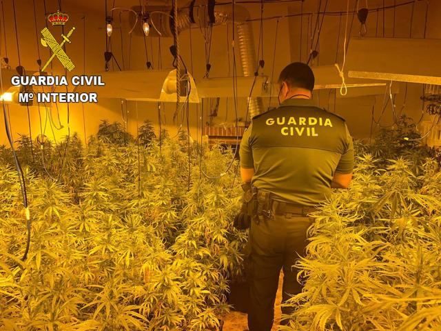 241 plantas de Marihuana y un detenido de 24 años en San Martín de Pusa