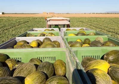 Mercadona venderá melones piel de sapo de proveedores castellanomanchegos