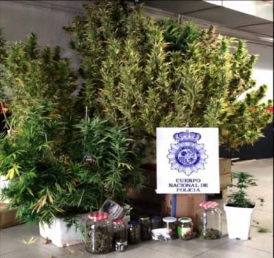 Detenido por cultivar marihuana en las zonas comunitarias de un edificio