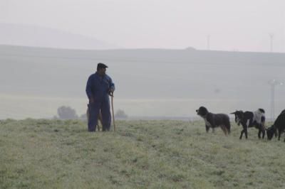 Castilla-La Mancha contará el próximo año con una escuela de pastores