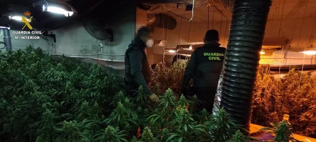 Detienen a dos mujeres e intervienen una plantación de 790 plantas de marihuana