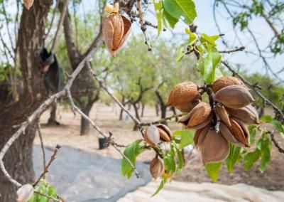 Daños "irreparables" en el almendro de Castilla-La Mancha por las heladas