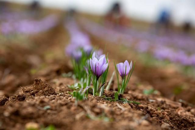 Alertan del peligro de extinción en el cultivo de azafrán en CLM