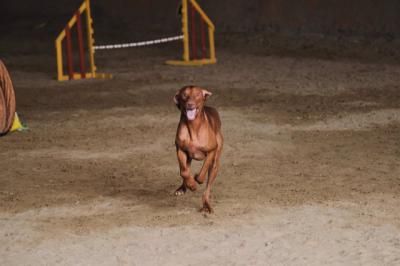 Toledo acoge el 1 y 2 de octubre la XXX Copa de España de Caza Práctica