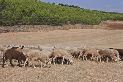 CLM acuerda las medidas sanitarias para detener los focos de viruela