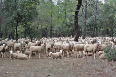 ¿Y ahora qué? Dos meses sin nuevos focos de viruela en CLM