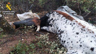 Detienen a dos personas por matar a disparos a dos vacas y dos terneros