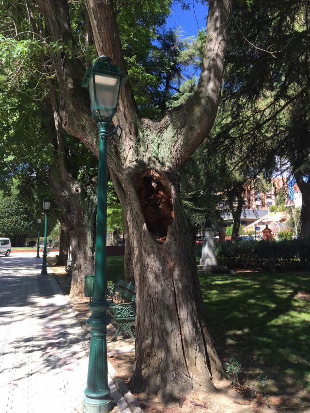 TALAVERA | Continúa la poda y tala preventiva en los Jardines del Prado