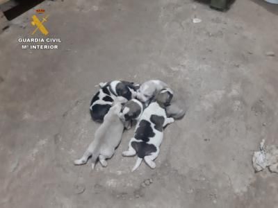 Investigan a dos personas por abandonar a cinco cachorros